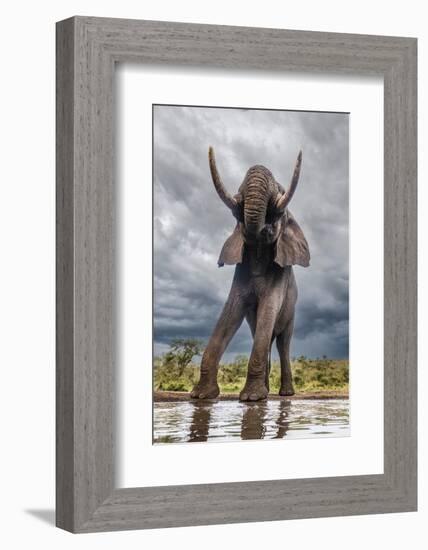 South Africa. Bull elephant at a waterhole.-Jaynes Gallery-Framed Photographic Print