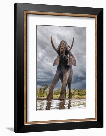 South Africa. Bull elephant at a waterhole.-Jaynes Gallery-Framed Photographic Print