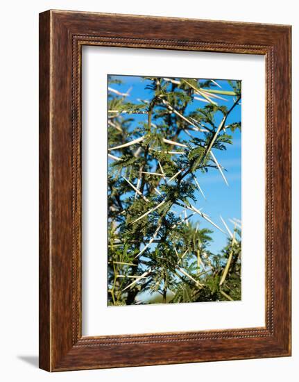 South Africa, Bush of Acacia with Thorns-Catharina Lux-Framed Photographic Print