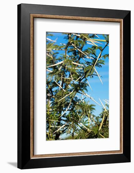 South Africa, Bush of Acacia with Thorns-Catharina Lux-Framed Photographic Print