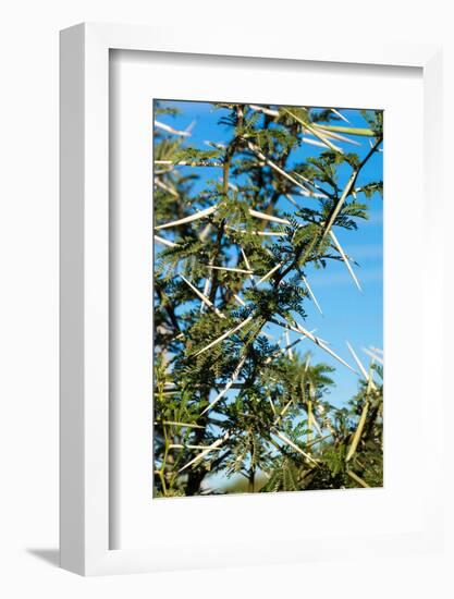 South Africa, Bush of Acacia with Thorns-Catharina Lux-Framed Photographic Print