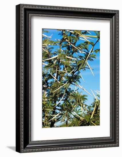 South Africa, Bush of Acacia with Thorns-Catharina Lux-Framed Photographic Print