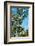 South Africa, Bush of Acacia with Thorns-Catharina Lux-Framed Photographic Print