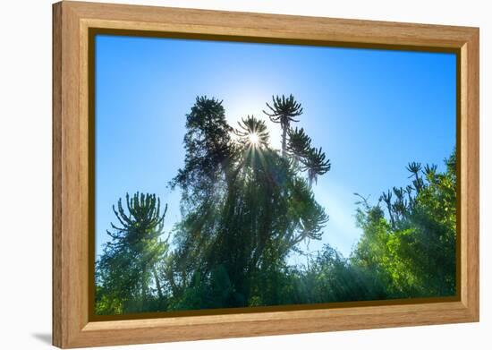 South Africa, Candelabra Aloe-Catharina Lux-Framed Premier Image Canvas