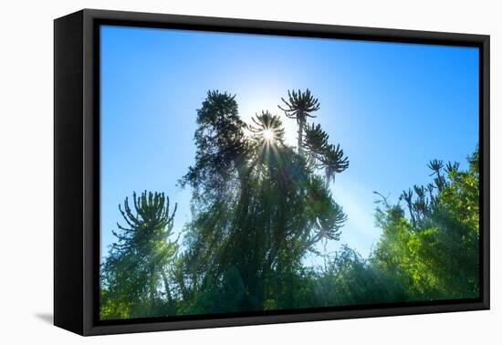 South Africa, Candelabra Aloe-Catharina Lux-Framed Premier Image Canvas