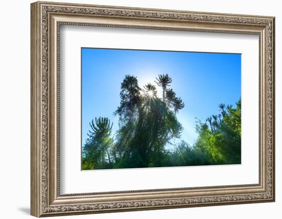 South Africa, Candelabra Aloe-Catharina Lux-Framed Photographic Print