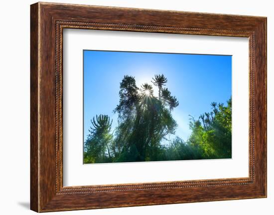South Africa, Candelabra Aloe-Catharina Lux-Framed Photographic Print