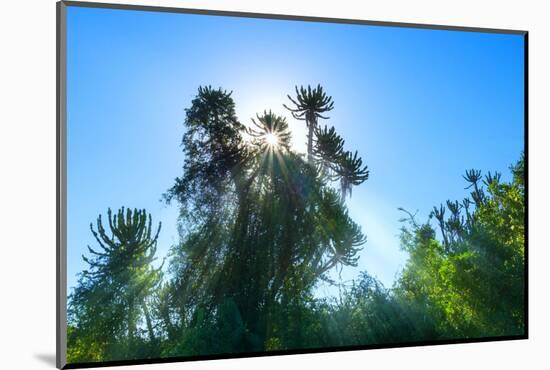 South Africa, Candelabra Aloe-Catharina Lux-Mounted Photographic Print