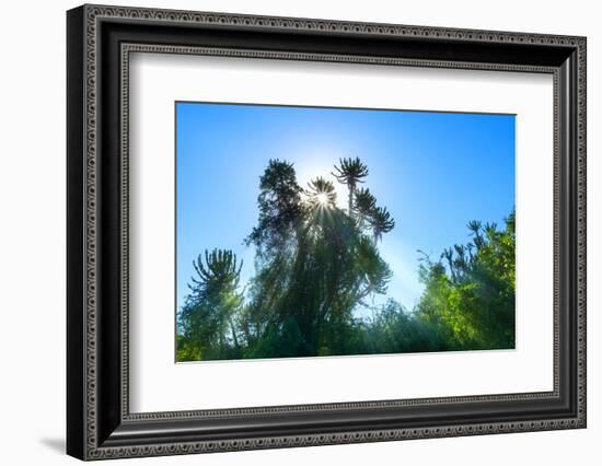 South Africa, Candelabra Aloe-Catharina Lux-Framed Photographic Print