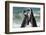 South Africa, Cape Town. Jackass penguins greeting on Boulders Beach.-Jaynes Gallery-Framed Photographic Print