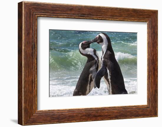 South Africa, Cape Town. Jackass penguins greeting on Boulders Beach.-Jaynes Gallery-Framed Photographic Print