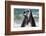 South Africa, Cape Town. Jackass penguins greeting on Boulders Beach.-Jaynes Gallery-Framed Photographic Print