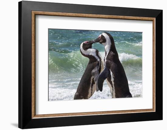 South Africa, Cape Town. Jackass penguins greeting on Boulders Beach.-Jaynes Gallery-Framed Photographic Print