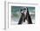 South Africa, Cape Town. Jackass penguins greeting on Boulders Beach.-Jaynes Gallery-Framed Photographic Print