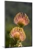 South Africa, Cape Town. Protea flowers, aka pincushion flowers.-Cindy Miller Hopkins-Mounted Photographic Print