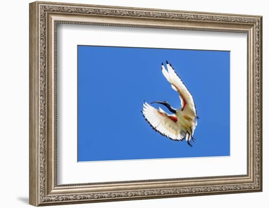 South Africa, Cape Town. Sacred ibis bird in flight.-Jaynes Gallery-Framed Photographic Print