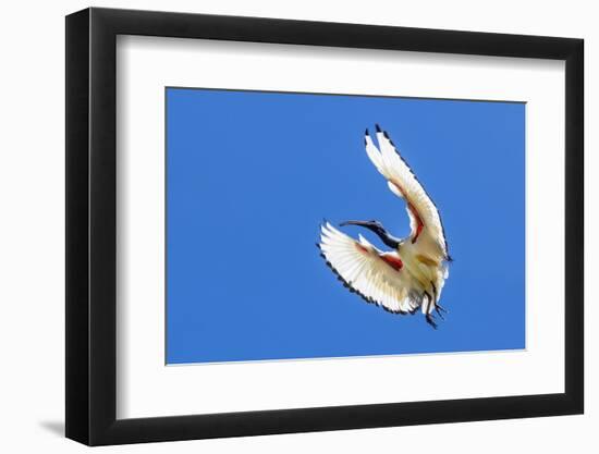 South Africa, Cape Town. Sacred ibis bird in flight.-Jaynes Gallery-Framed Photographic Print