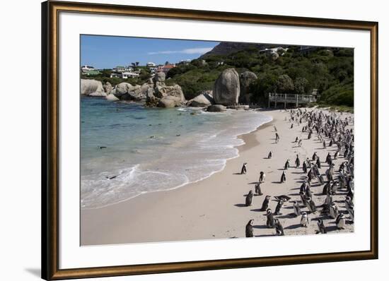 South Africa, Cape Town, Simon's Town, Boulders Beach. African penguin colony.-Cindy Miller Hopkins-Framed Photographic Print