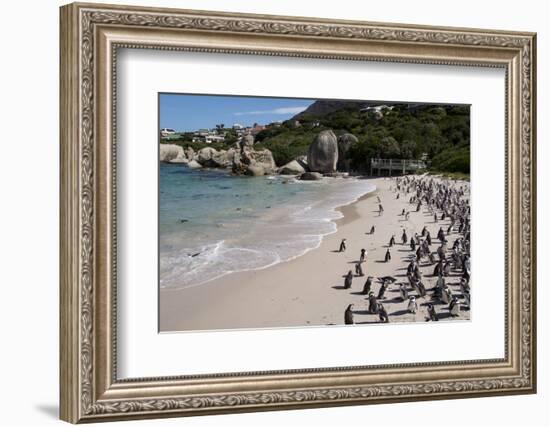 South Africa, Cape Town, Simon's Town, Boulders Beach. African penguin colony.-Cindy Miller Hopkins-Framed Photographic Print