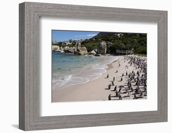 South Africa, Cape Town, Simon's Town, Boulders Beach. African penguin colony.-Cindy Miller Hopkins-Framed Photographic Print