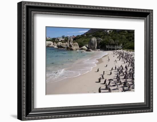 South Africa, Cape Town, Simon's Town, Boulders Beach. African penguin colony.-Cindy Miller Hopkins-Framed Photographic Print