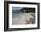 South Africa, Cape Town, Simon's Town, Boulders Beach. African penguin colony.-Cindy Miller Hopkins-Framed Photographic Print