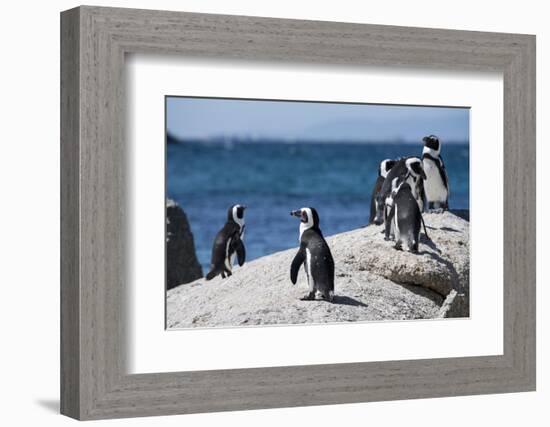 South Africa, Cape Town, Simon's Town, Boulders Beach. African penguin colony.-Cindy Miller Hopkins-Framed Photographic Print