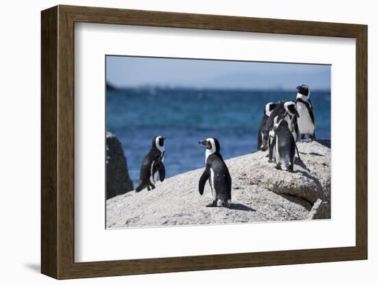 South Africa, Cape Town, Simon's Town, Boulders Beach. African penguin colony.-Cindy Miller Hopkins-Framed Photographic Print