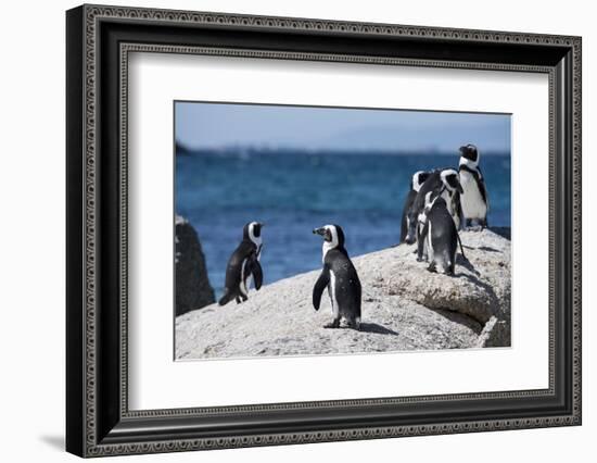 South Africa, Cape Town, Simon's Town, Boulders Beach. African penguin colony.-Cindy Miller Hopkins-Framed Photographic Print