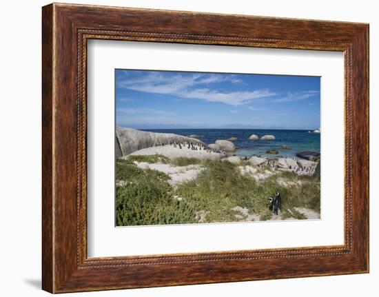 South Africa, Cape Town, Simon's Town, Boulders Beach. African penguin colony.-Cindy Miller Hopkins-Framed Photographic Print