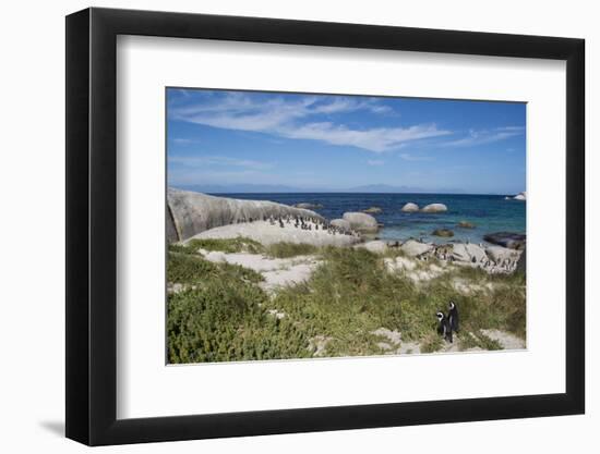 South Africa, Cape Town, Simon's Town, Boulders Beach. African penguin colony.-Cindy Miller Hopkins-Framed Photographic Print