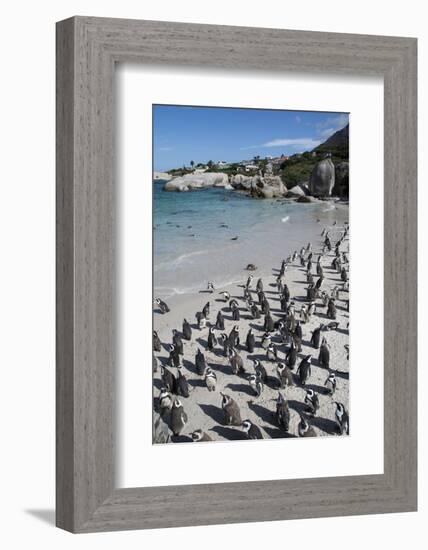 South Africa, Cape Town, Simon's Town, Boulders Beach. African penguin colony.-Cindy Miller Hopkins-Framed Photographic Print