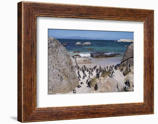 South Africa, Cape Town, Simon's Town, Boulders Beach. African penguin colony.-Cindy Miller Hopkins-Framed Photographic Print