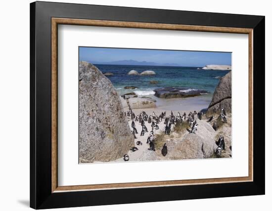 South Africa, Cape Town, Simon's Town, Boulders Beach. African penguin colony.-Cindy Miller Hopkins-Framed Photographic Print