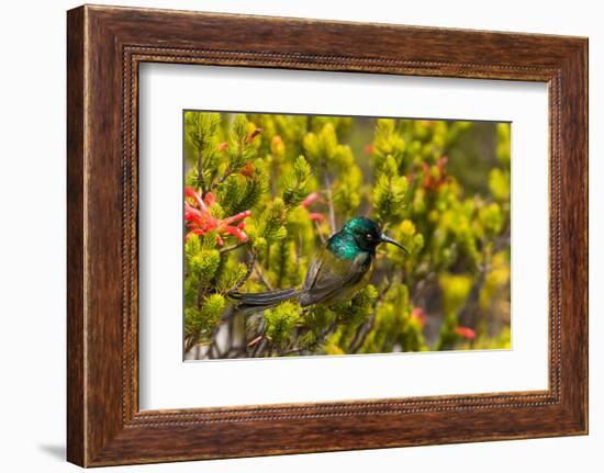 South Africa, Cape Town, Table Mountain, Hummingbird-Catharina Lux-Framed Photographic Print