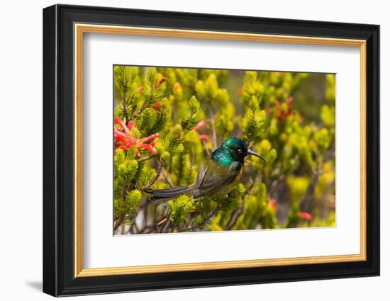 South Africa, Cape Town, Table Mountain, Hummingbird-Catharina Lux-Framed Photographic Print
