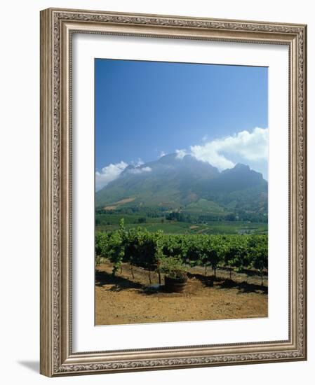 South Africa, Cape Winelands. Vineyards Near Stellenbosch-Fraser Hall-Framed Photographic Print