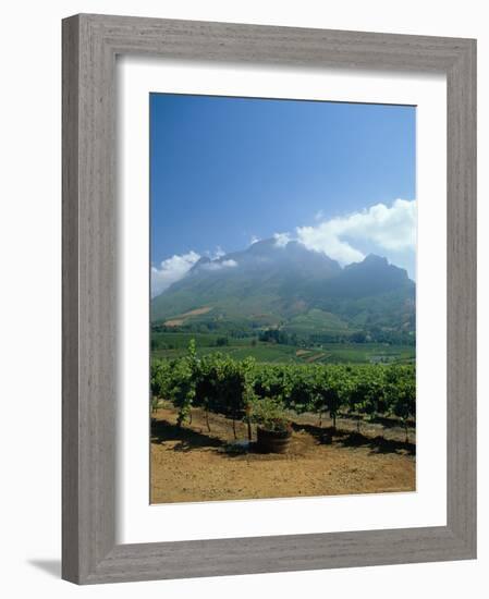 South Africa, Cape Winelands. Vineyards Near Stellenbosch-Fraser Hall-Framed Photographic Print