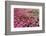 South Africa, Capetown, the Company's Garden, Petunias-Catharina Lux-Framed Photographic Print