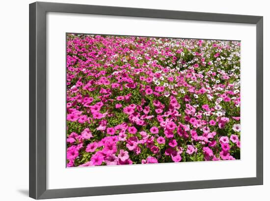 South Africa, Capetown, the Company's Garden, Petunias-Catharina Lux-Framed Photographic Print