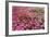 South Africa, Capetown, the Company's Garden, Petunias-Catharina Lux-Framed Photographic Print