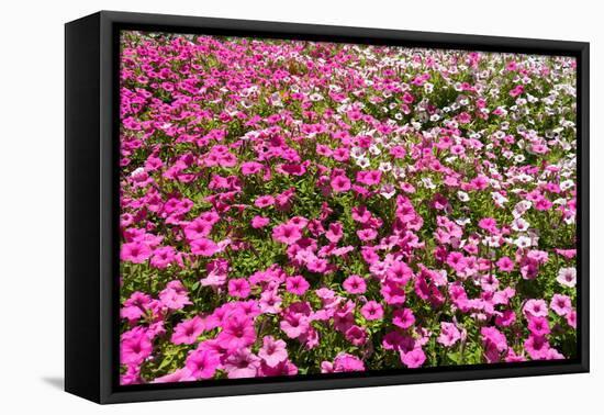 South Africa, Capetown, the Company's Garden, Petunias-Catharina Lux-Framed Premier Image Canvas