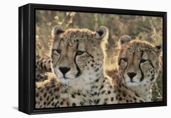 South Africa, Close-Up of Cheetahs-Amos Nachoum-Framed Premier Image Canvas