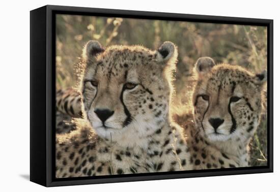 South Africa, Close-Up of Cheetahs-Amos Nachoum-Framed Premier Image Canvas