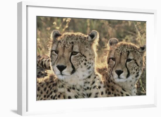 South Africa, Close-Up of Cheetahs-Amos Nachoum-Framed Photographic Print