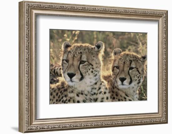 South Africa, Close-Up of Cheetahs-Amos Nachoum-Framed Photographic Print