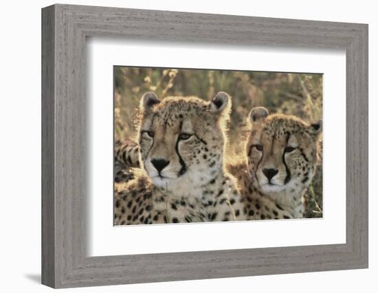 South Africa, Close-Up of Cheetahs-Amos Nachoum-Framed Photographic Print