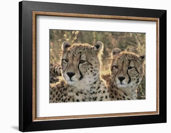 South Africa, Close-Up of Cheetahs-Amos Nachoum-Framed Photographic Print