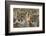 South Africa, Close-Up of Cheetahs-Amos Nachoum-Framed Photographic Print