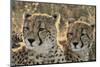 South Africa, Close-Up of Cheetahs-Amos Nachoum-Mounted Photographic Print